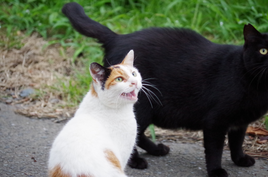 早くエサちょうだい！