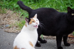 早くエサちょうだい！