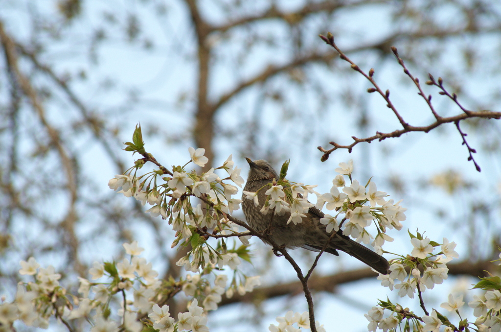 桜