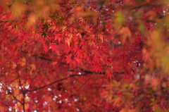 紅葉