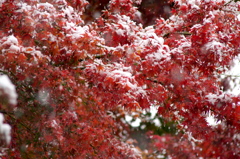 秋雪