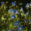 朝顔