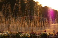 花壇の夕景