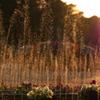 花壇の夕景