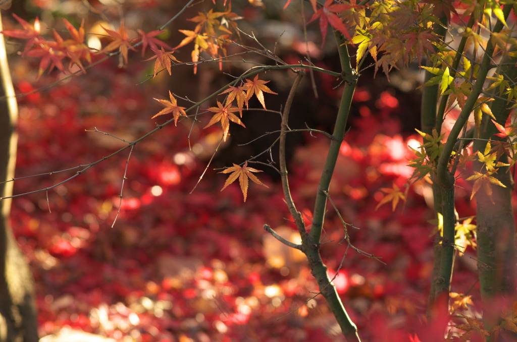 紅葉