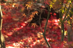 紅葉