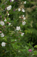 野の花