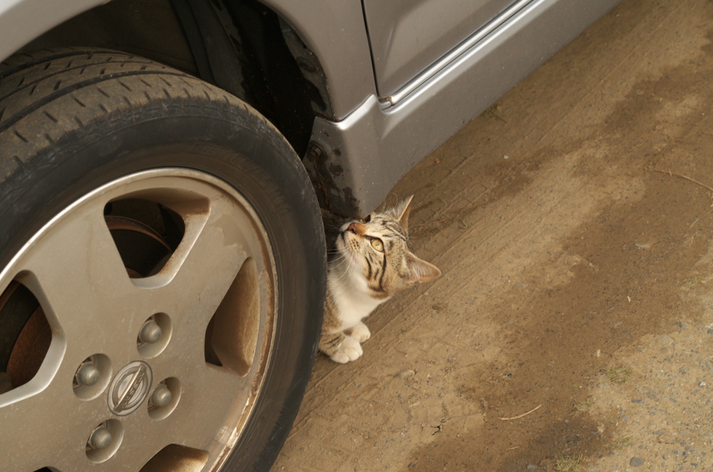 車が好きにゃん
