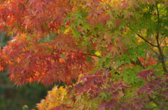 紅葉