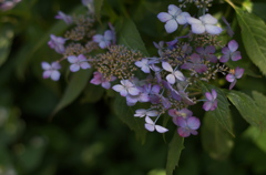 紫陽花