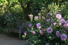 薔薇