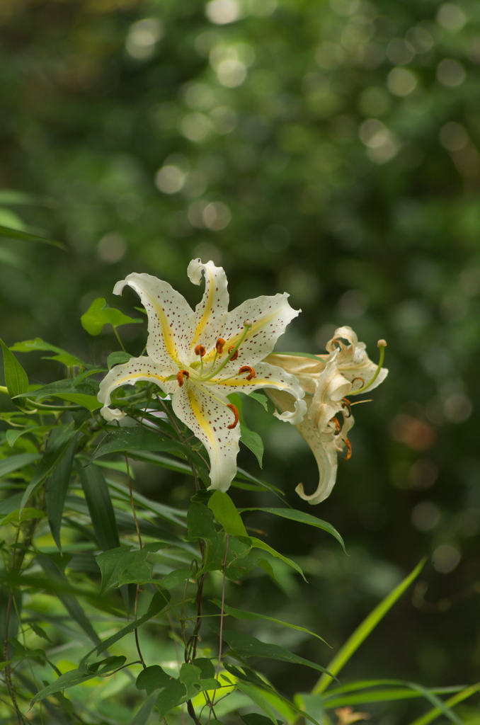 百合