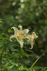 百合