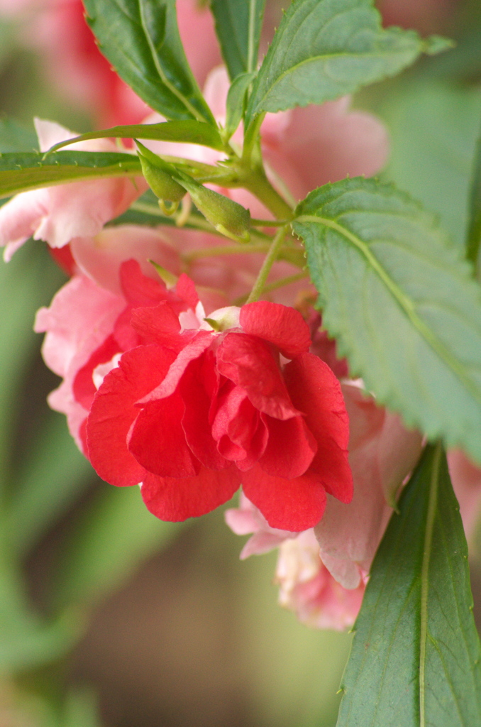 鳳仙花