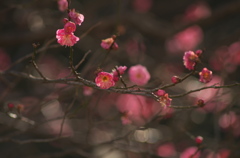 梅