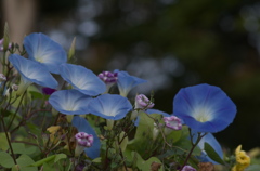 まだ咲く花