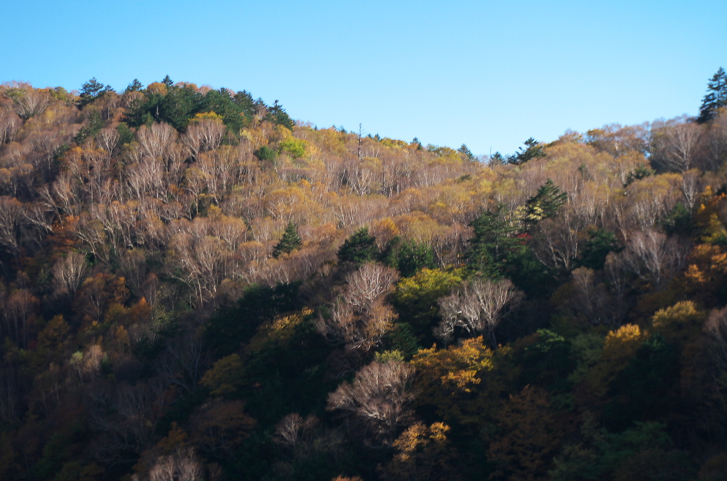 晩秋の高原