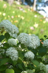 紫陽花