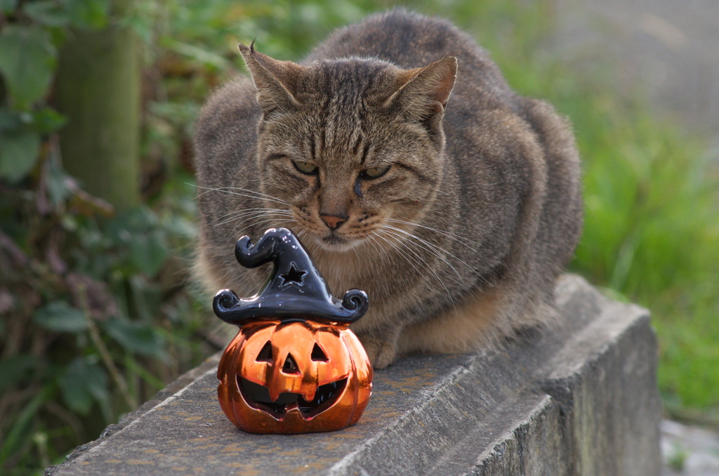 ハロウィンにゃん