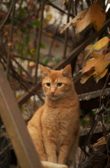 廃屋の茶トラ猫さん