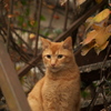 廃屋の茶トラ猫さん