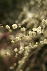 梅