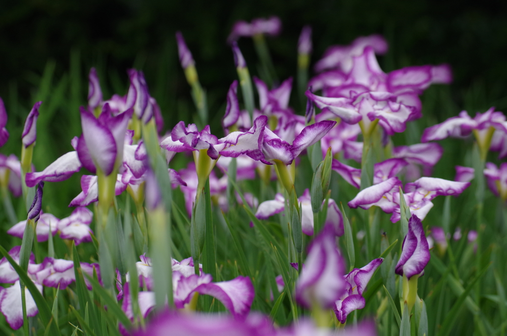 花菖蒲の舞（２）