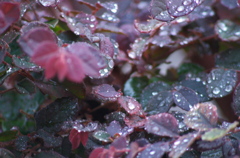 雨に濡れる