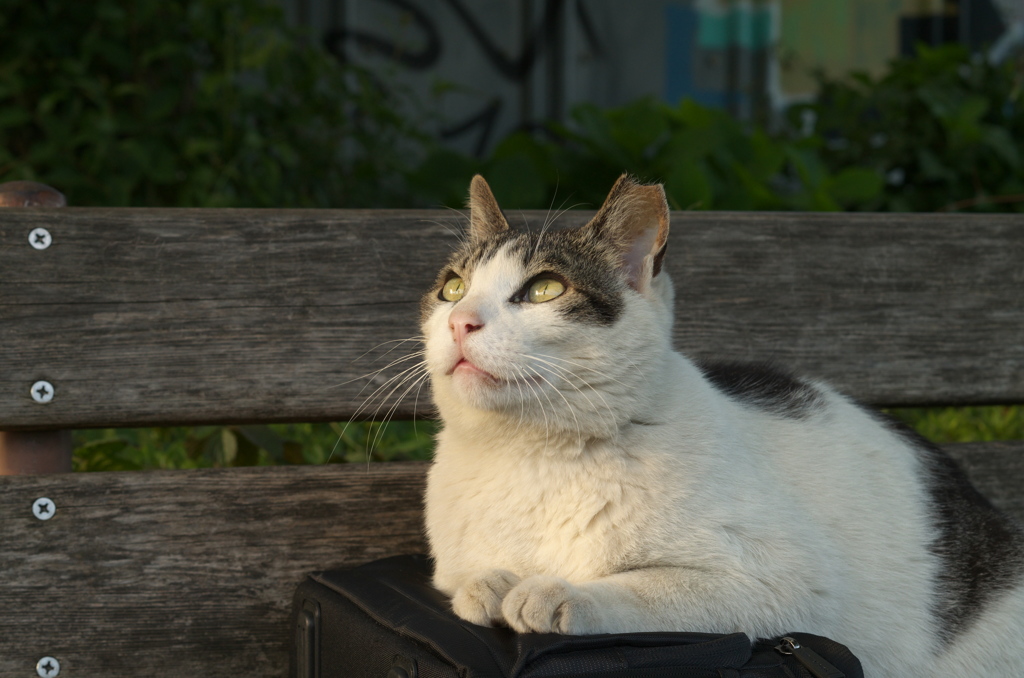 上向きにゃん