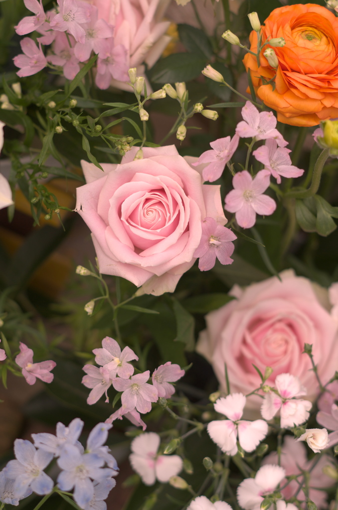 室内の花