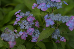 紫陽花