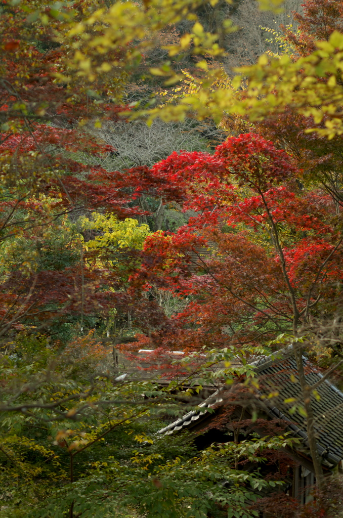 紅葉