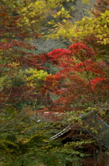 紅葉