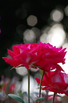 夕方の薔薇（２）