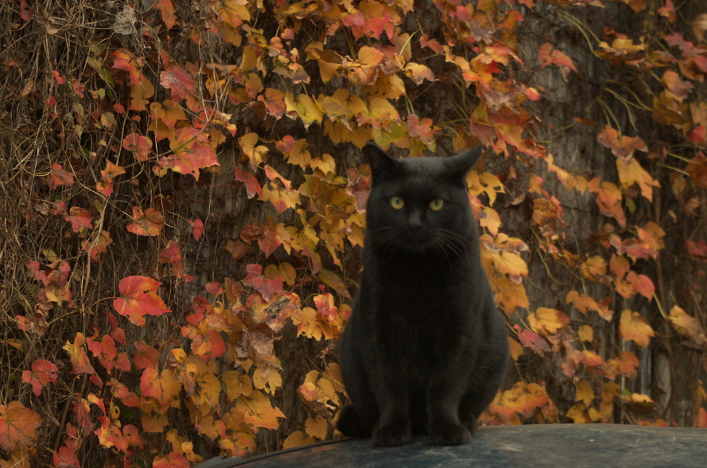廃屋の黒猫さん