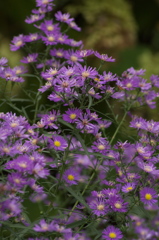秋の花