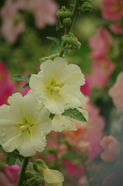 清楚な花