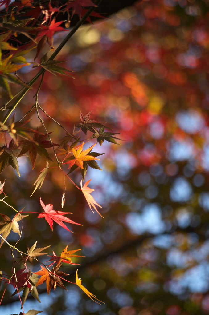 紅葉