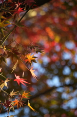 紅葉