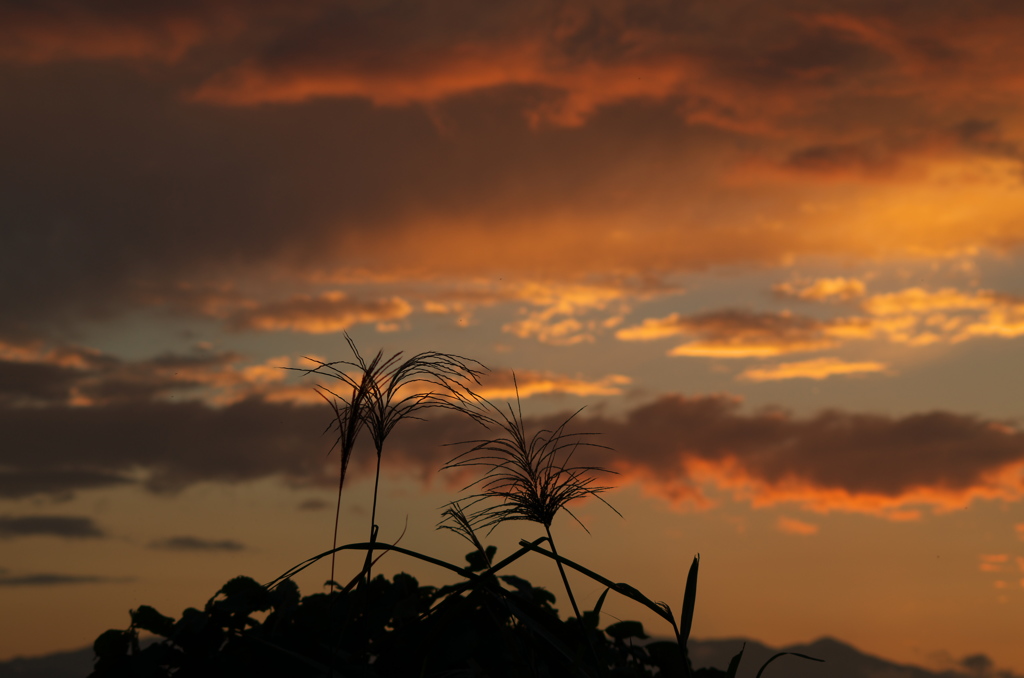 今日の夕景