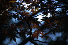 紅葉の予感
