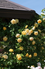薔薇