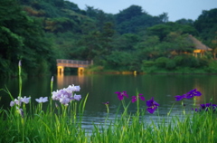 夜の花菖蒲（１）