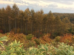 麦草峠