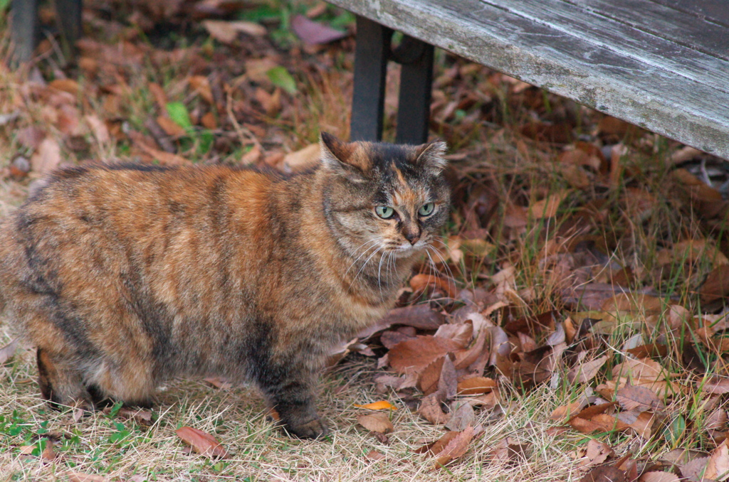 枯れ葉の似合うノラ猫さん