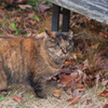 枯れ葉の似合うノラ猫さん