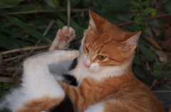 河原のノラ猫さん