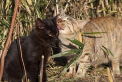 私の子猫
