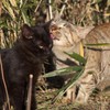 私の子猫