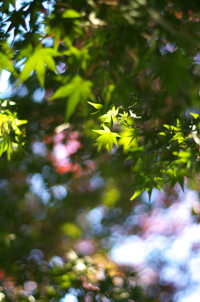 紅葉